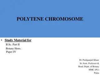 Polytene Chromosomes in Botany: Study Material for B.Sc. Part II Hons. Paper IV