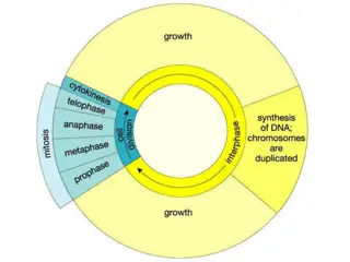 The Cell Cycle and Mitosis Process