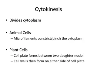 Overview of Cell Division Processes: Mitosis and Meiosis