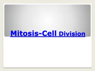 Mitosis: Cell Division Explained