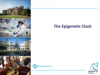 The Epigenetic Clock and Ageing Factors