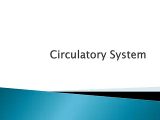 Overview of the Cardiovascular System and Arterial Blood Vessels