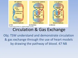 Circulation and Gas Exchange in Living Organisms