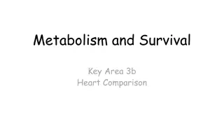 Understanding Vertebrate Circulatory Systems