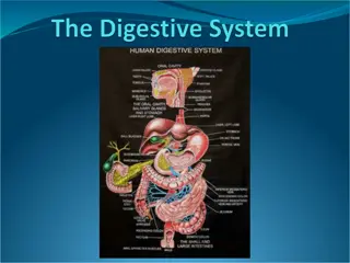 The Human Digestive System: A Comprehensive Overview