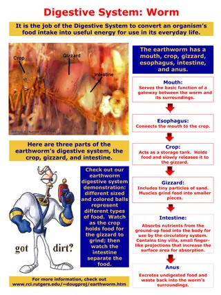 The Digestive System of Worms: Functions and Structure