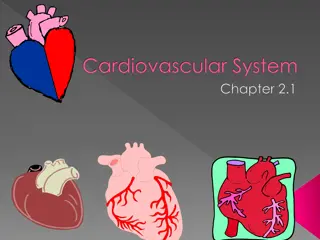 The Cardiovascular System: An Overview