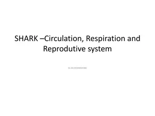 Shark Circulatory, Respiratory & Reproductive Systems Overview