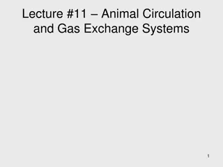 Animal Circulation and Gas Exchange Systems Overview