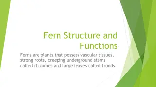 Structural Adaptations of Ferns and Tracheophytes