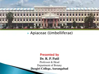 Overview of Apiaceae (Umbelliferae) Family - Presented by Dr. R. P. Patil