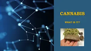 Cannabis: Effects, Risks, and Harm Reduction