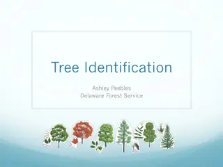 Plant Taxonomy and Family Identification