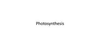 Photosynthesis: A Comprehensive Overview