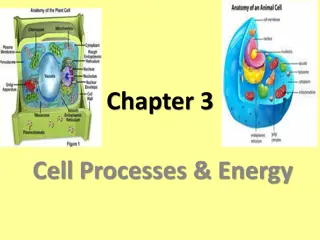 Understanding Cell Processes and Energy