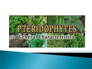 General Characteristics and Reproduction in Pteridophytes