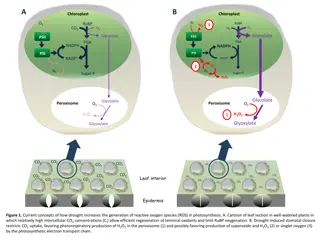 Drought-Induced Reactive Oxygen Species Generation in Photosynthesis