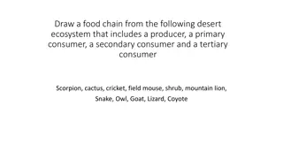 Examples of Food Chains and Webs in Different Ecosystems