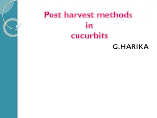 Post Harvest Methods in Cucurbits - Importance and Techniques