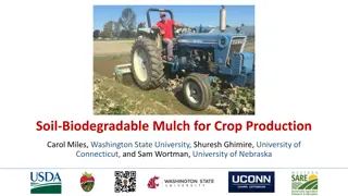 Sustainable Mulching Practices for Enhanced Crop Production