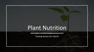 Plant Nutrition: Testing Leaves for Starch