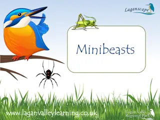 Exploring Minibeasts: Small Creatures without Backbones