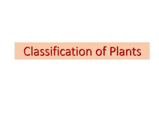 Understanding the Classification of Plants - Non-flowering and Flowering Varieties