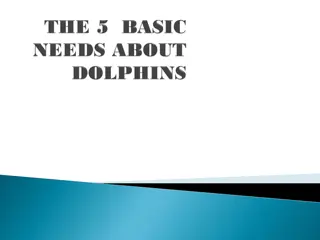 Fascinating Facts About Dolphins