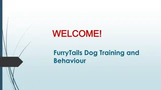 Best Puppy 1 to 1 Sessions in Stillington