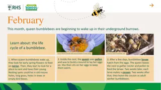 The Fascinating Lifecycle of Bumblebees in February