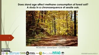 Study on Methane Consumption in Forest Soil Across Stand Ages