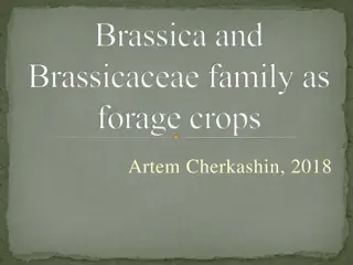 Brassica and Brassicaceae Family as Forage Crops: A Comprehensive Guide