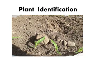 Understanding Plant Identification and Families