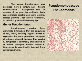 Pseudomonas aeruginosa: Characteristics, Culture, and Pathogenicity