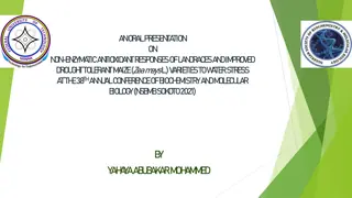 Non-enzymatic Antioxidant Responses of Maize Varieties to Water Stress