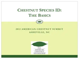 Overview of Chestnut Species: American, European, Chinese, and Japanese Chestnuts