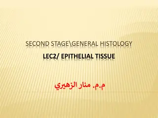 Epithelial Tissue in General Histology