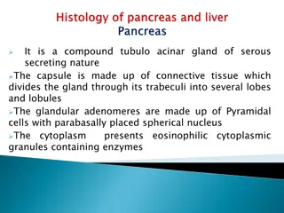 Structure and Function of a Serous Compound Tubulo-acinar Gland