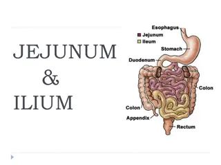 Overview of Jejunum and Ilium Histology and Vascular Supply