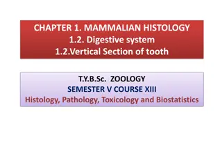 Mammalian Tooth Structure: Vertical Section Overview