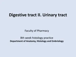 Histology Overview of Digestive and Urinary Tracts in Pharmacy Practice