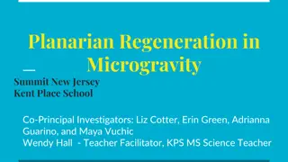 Planarian Regeneration in Microgravity Experiment at Kent Place School