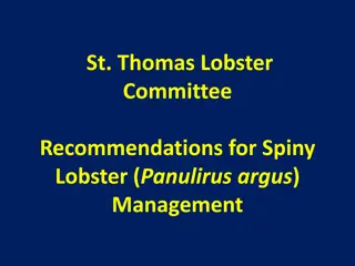 Recommendations for Spiny Lobster Management by St. Thomas Lobster Committee