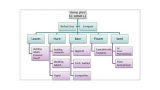 Insights into Global Hemp Crop Areas and Production Trends