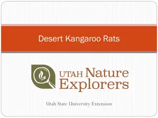 Explore the Fascinating World of Desert Kangaroo Rats with Utah State University Extension