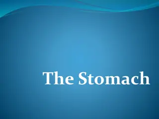 Understanding the Anatomy and Function of the Stomach