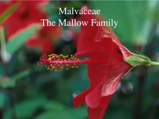 Exploring the Malvaceae Family: Characteristics, Recognition, and Economic Importance