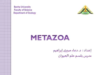 General Characteristics of Coelenterata in Zoology Department at Benha University