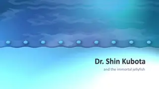 Dr. Shin Kubota and the Fascinating Immortal Jellyfish Discovery