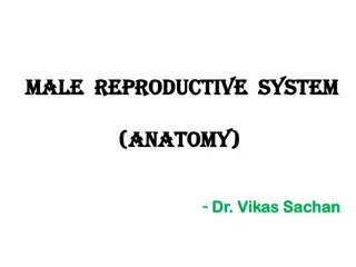 The Male Reproductive System: An Overview by Dr. Vikas Sachan